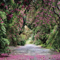 8-985 Фотообои KOMAR &quot;Уиклоу Парк&quot; 368х254 см бумажные