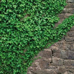 4-324 Фотообои KOMAR "Вьюны" 184х254 см бумажные