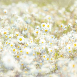 8-994 Фотообои KOMAR &quot;Маргаритки (Daisies&quot;)&quot; 368х254 см бумажные