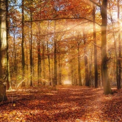 8-997 Фотообои KOMAR &quot;Золотой рассвет&quot; 368х254 см бумажные