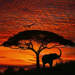 4-501 Фотообои KOMAR "Африканский закат" 194х270 см бумажные