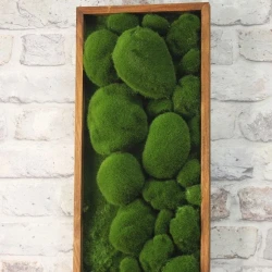 Панно из мха AF камешки во мху 20х60