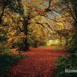 8-068 Фотообои KOMAR "Осенний лес" 388смх2,7м бумажные