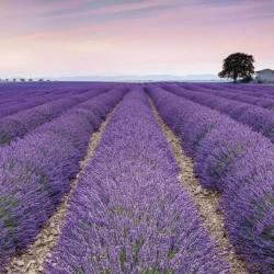 XXL4-036 Фотообои KOMAR "Прованс" 368х248 см флизелиновые