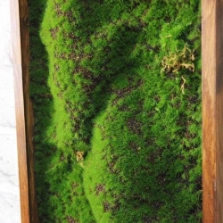 Панно из мха AF мох в песке 20х60