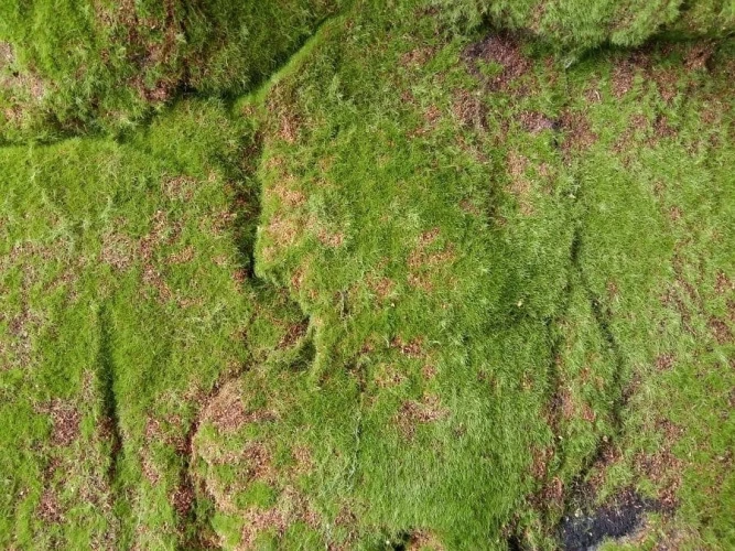 Искусственный мох AF горный дизайн №18 на otdelka1.ru