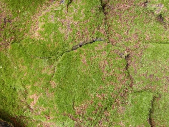 Искусственный мох AF горный дизайн №18 на otdelka1.ru