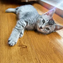 Ламинат Peli Vintage VN4201 Дуб Натуральный