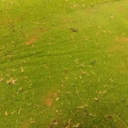 Искусственный мох AF древесный дизайн № 9