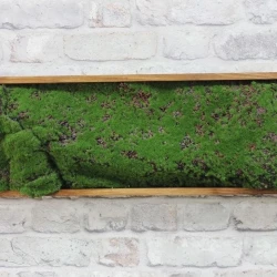 Панно из мха AF мох горный 20х60