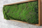 Панно из мха AF мох горный 20х60 на Otdelka1.ru
