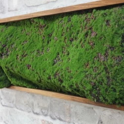 Панно из мха AF мох горный 20х60