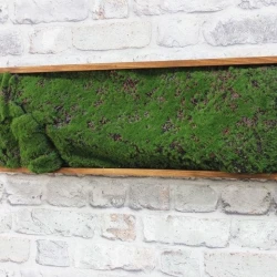 Панно из мха AF мох горный 20х60