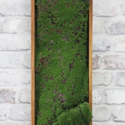 Панно из мха AF мох горный 20х60
