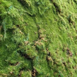 Искусственный мох AF лесной Дизайн №8