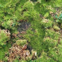 Искусственный мох AF лесной Дизайн №8