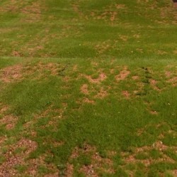 Искусственный мох AF мох в песке дизайн № 3