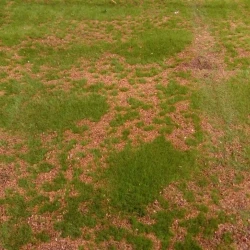 Искусственный мох AF мох в песке дизайн № 3