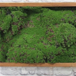 Панно из мха AF мох горный А3