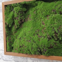 Панно из мха AF мох горный А3