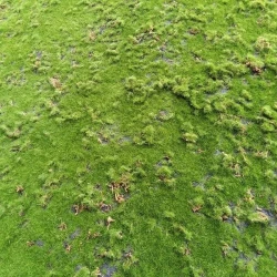 Искусственный мох AF степной дизайн №10