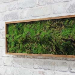 Панно из мха AF мох лесной 20х60