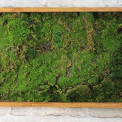 Панно из мха AF мох лесной А2