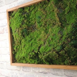 Панно из мха AF мох лесной А2