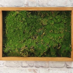 Панно из мха AF мох лесной А3