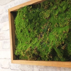 Панно из мха AF мох лесной А3