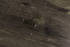 Ламинат Robust Wood Fortis Дуб Бальзамо на otdelka1.ru
