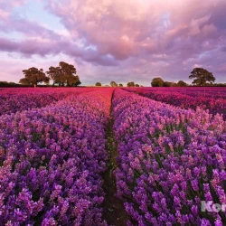 1-615 Фотообои KOMAR "Лаванда" 184смх1,27м бумажные